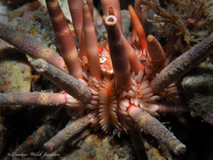 Eucidaris tribuloides
