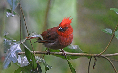 Crested Ant Tanager (Driophlox cristata), photo 5
