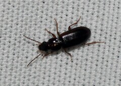 Stenolophini