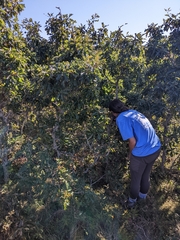 Quercus × stelloides