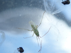 Trigonotylus caelestialium