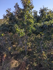 Quercus × stelloides