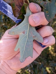 Quercus × stelloides