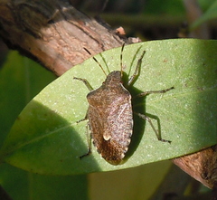 Peribalus strictus