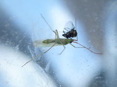 Trigonotylus caelestialium