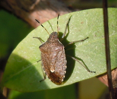 Peribalus strictus
