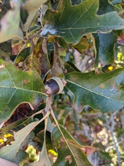 Quercus × stelloides