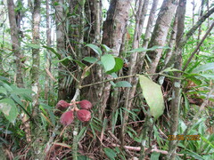 Guarea macrophylla
