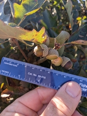 Quercus × stelloides