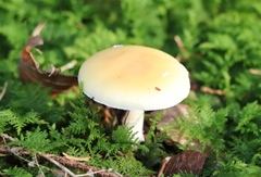 Amanita junquillea