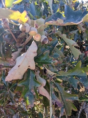 Quercus × stelloides