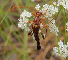 Strangalia virilis