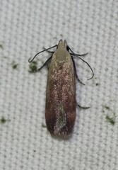 Anacampsis fullonella
