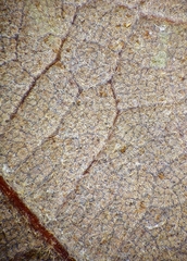 Quercus × stelloides