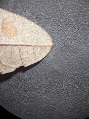 Quercus × stelloides