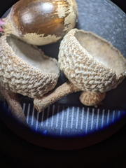 Quercus × stelloides