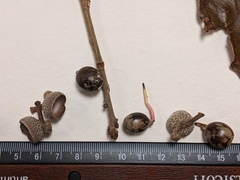 Quercus × stelloides