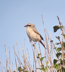 Lanius isabellinus