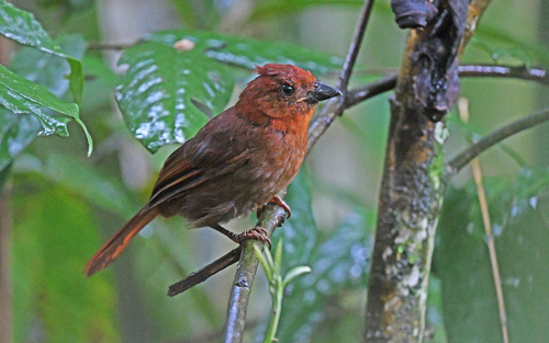 Crested Ant Tanager (Driophlox cristata), photo 9