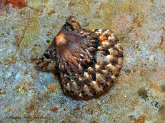 Antillipecten antillarum