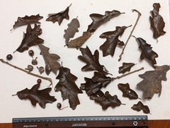 Quercus × stelloides