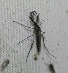 Psorophora cyanescens