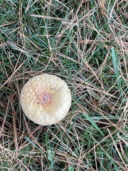 Amanita multisquamosa