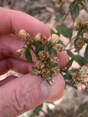 Doellingeria infirma