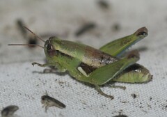 Paraidemona