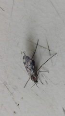 Sylvicola fenestralis