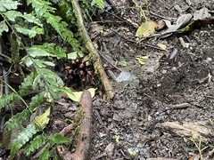 Megaphobema mesomelas