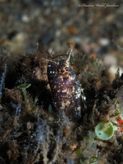 Emblemaria pandionis