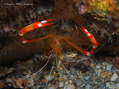 Stenopus scutellatus
