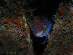 Parablennius marmoreus