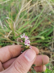 Psoralea decumbens