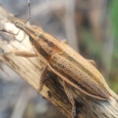 Lixus castellanus
