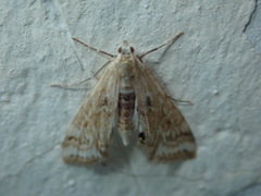 Cataclysta lemnata