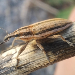 Lixus castellanus