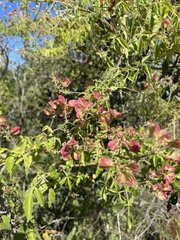 Serjania brachycarpa