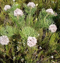 Serruria ascendens