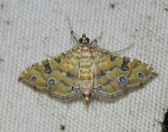 Ommatospila narcaeusalis