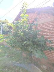 Annona macroprophyllata