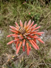 Aloe maculata