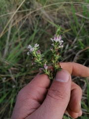 Psoralea decumbens