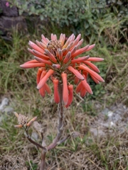 Aloe maculata