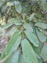 Annona macroprophyllata