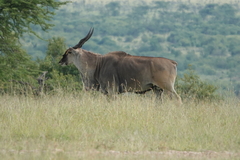 Tragelaphus oryx pattersonianus
