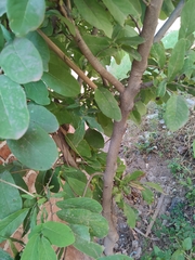 Annona macroprophyllata