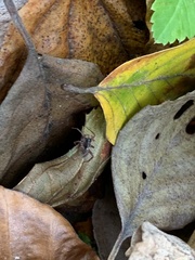 Anyphaena accentuata