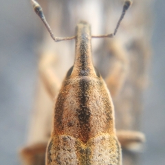 Lixus castellanus